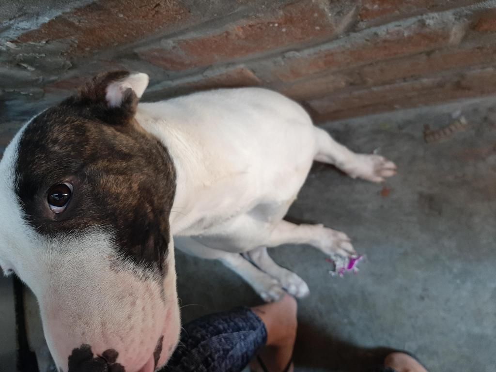 Se vende fusin pitbull con bull terrier