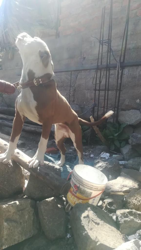 VENDO PITBULL RED NOSE 