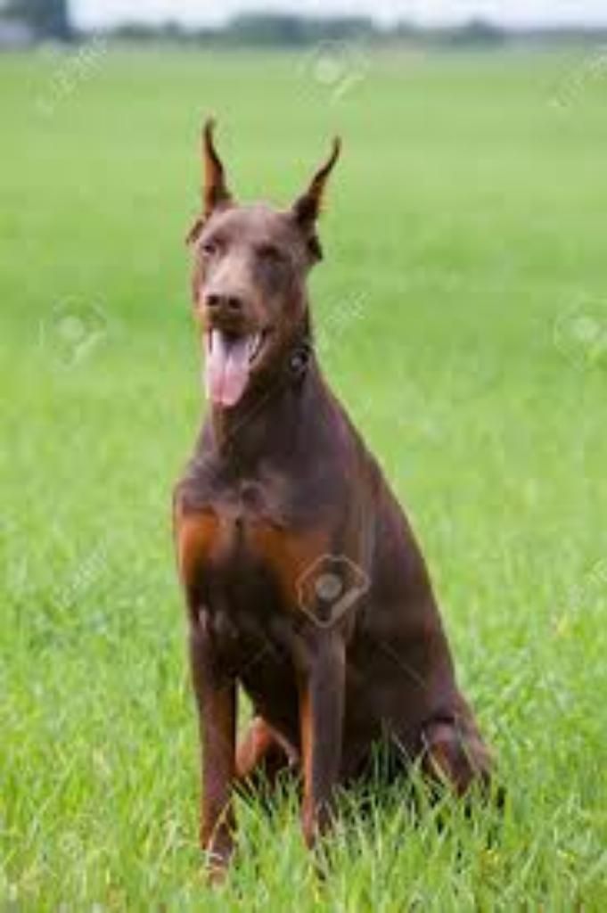 Vendo Lindos Doberman Chocolate