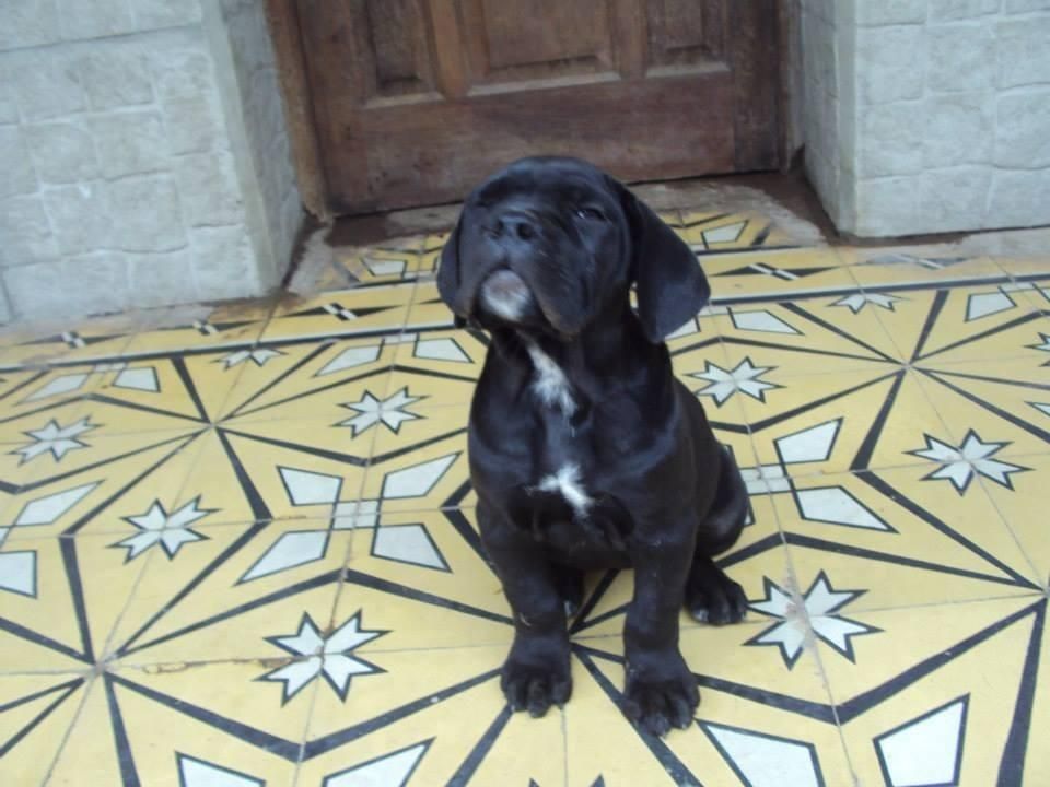 toda clase de cachorros consulte