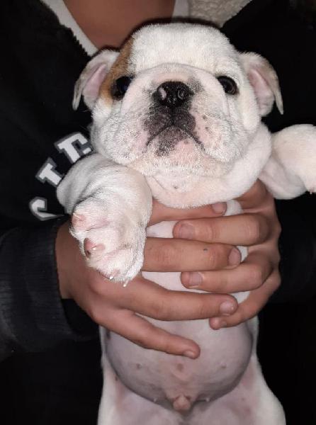 Auténtico Cachorro Bulldog Ingles