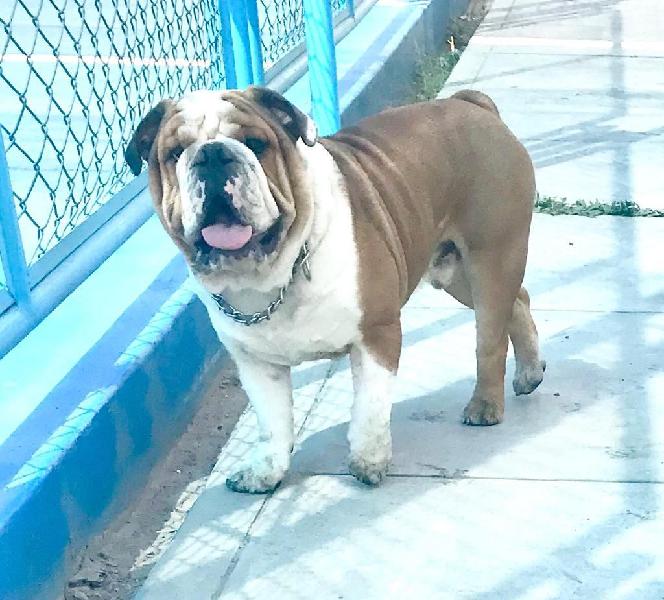 Bulldog Ingles Monta