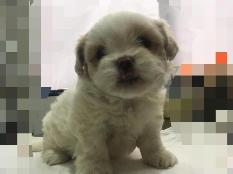 Cachorro Shih tzu de 5 semanas