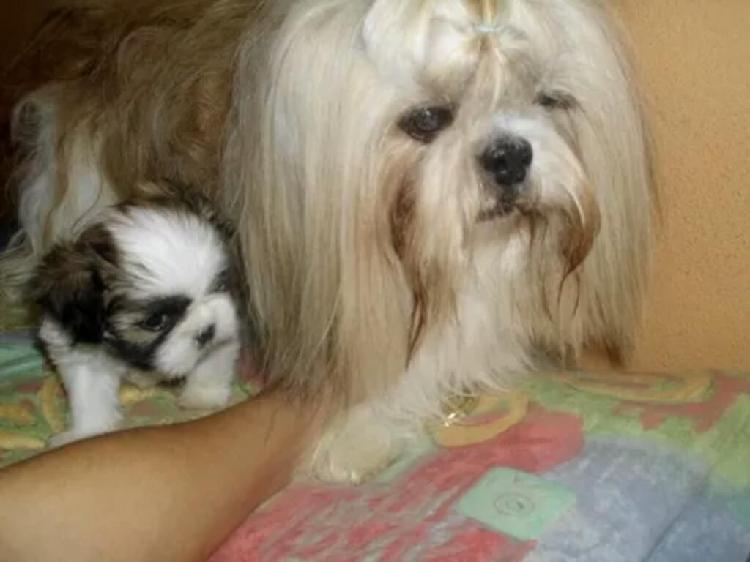 Cachorros Shih Tzu