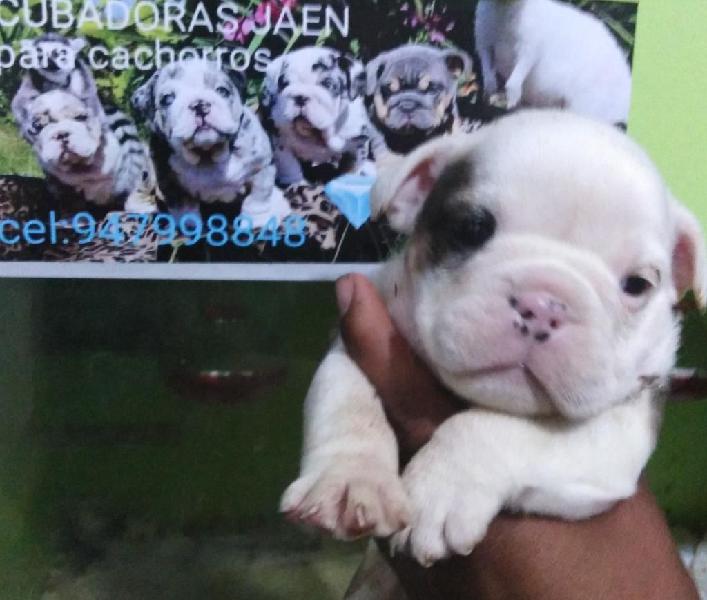 Cachorros Y Cachorras Bulldog Ingles