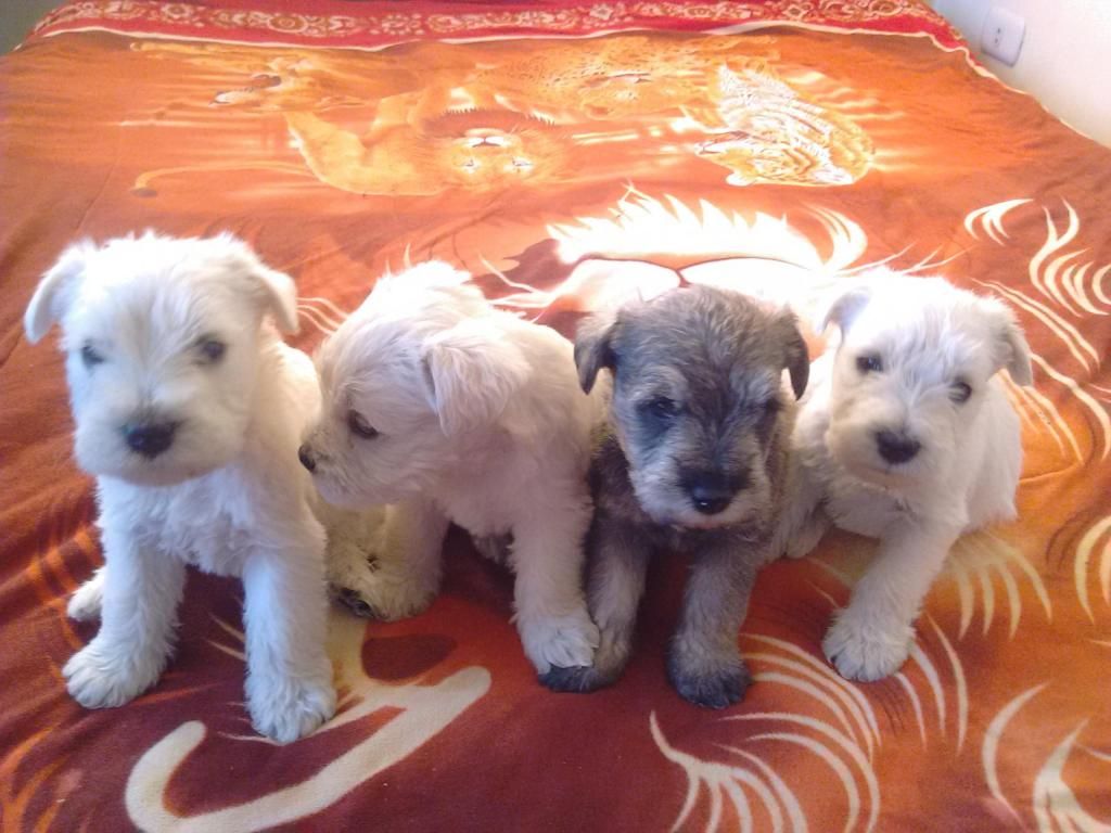 CACHORROS SCHNAUZER