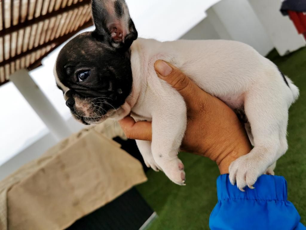 Cachorros Bulldog Frances Pedigree Plata