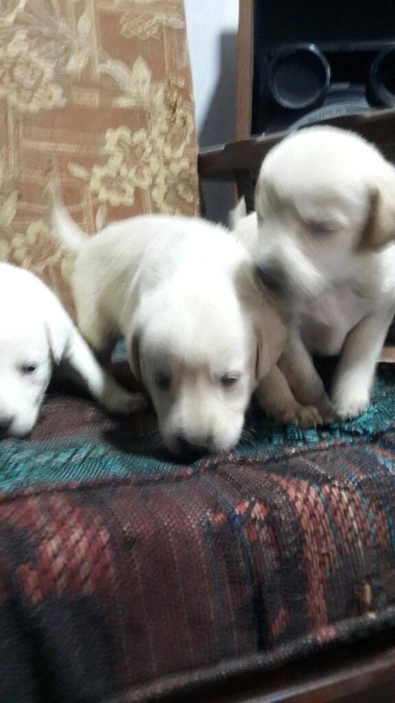 Cachorros Labradores Retrievers