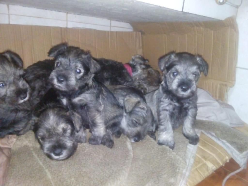 Cachorros Schnauzers 