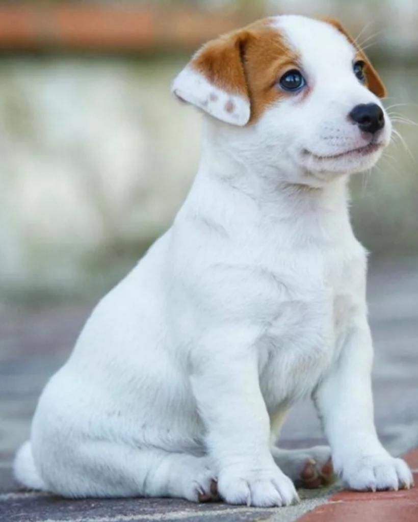 Lindo Jack Russell Terrier, Manto Blanco