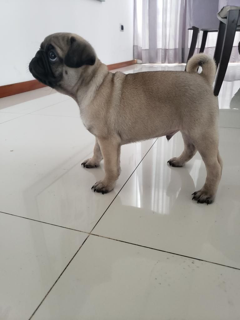 Pug Carlino