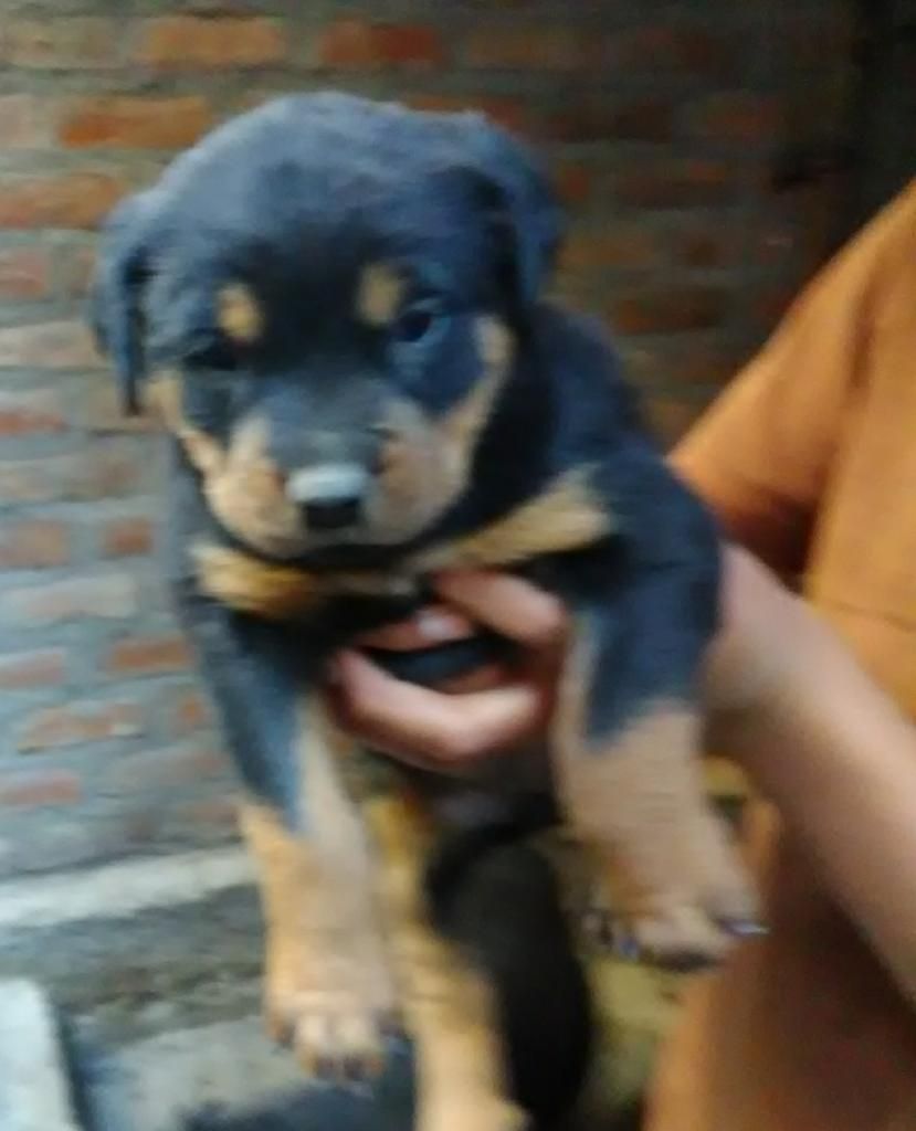 Rottweiler en Venta