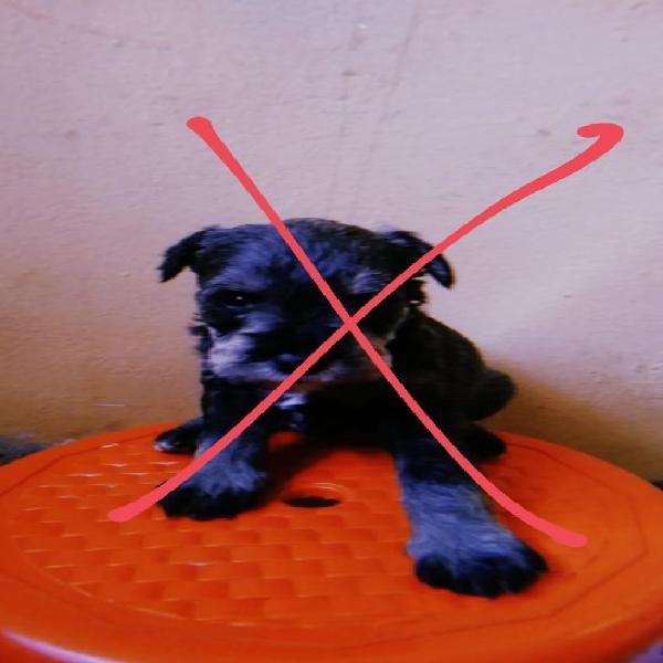 Schnauzer