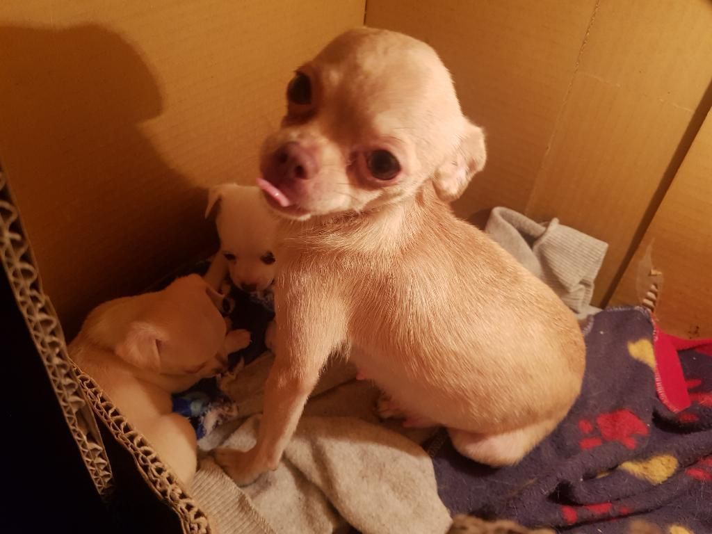 Vendo Cachorro Chihuahua Macho