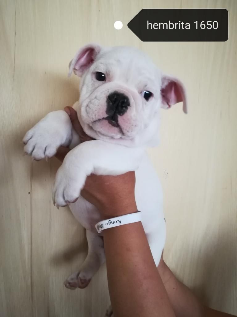 Vendo Cachorros Bulldog Ingles