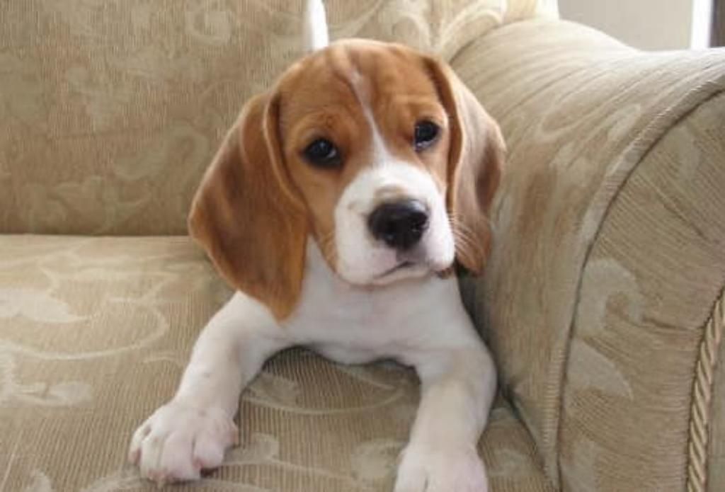Vendo Hermos Cachorra Beagle Papa Pedeg
