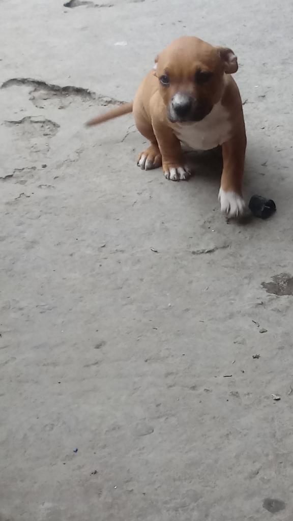 Venta de Cachorro Hembra