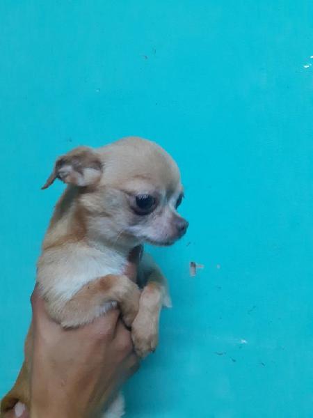 Chihuahua Mini Toy Monta Cruce