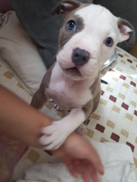 Venta de Cachorro Raza Pitbull con Bull