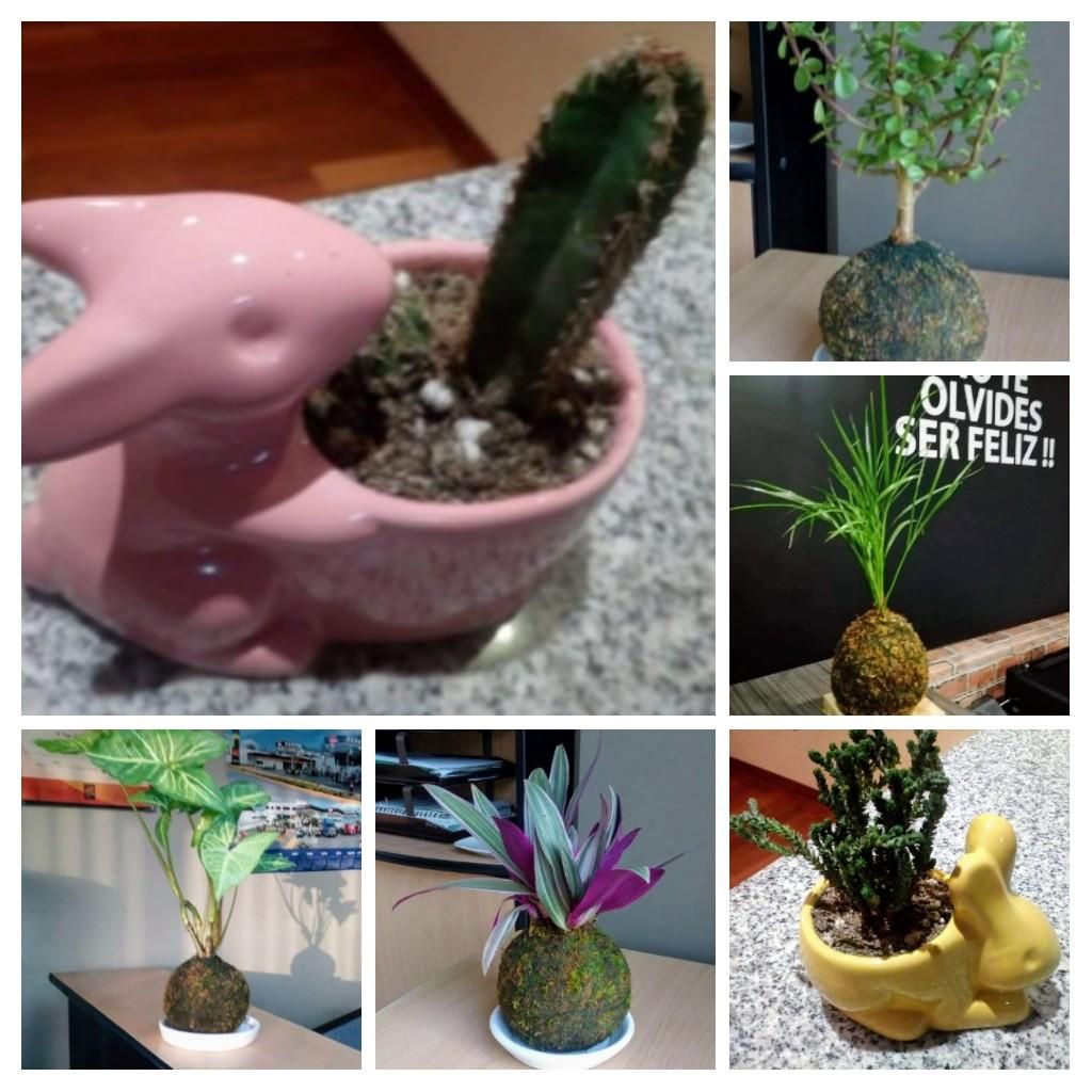 Vendo Plantas Kokedamas a solo 50 soles