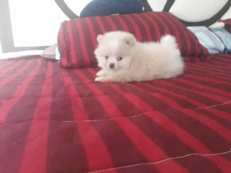 Pomerania Mini Toy Hermosos