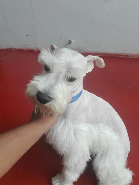 Schnauzer para Monta