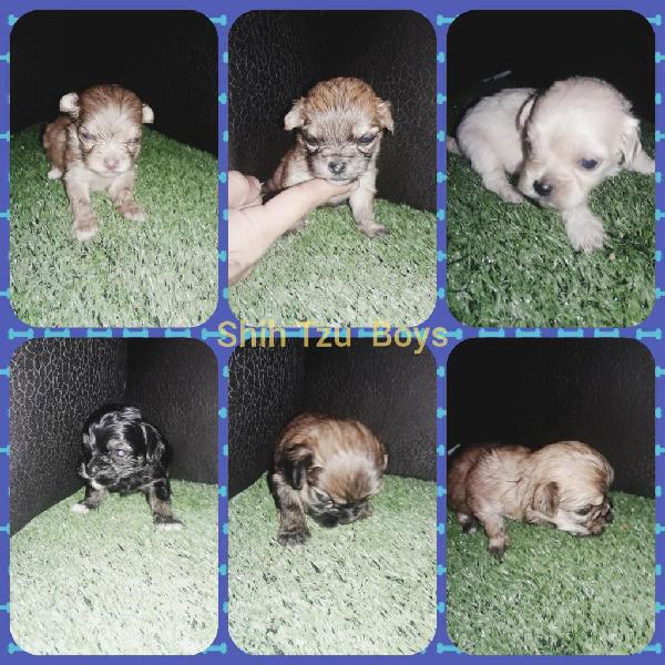 Shih Tzu en venta