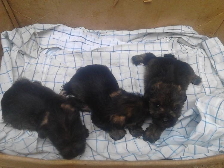 Vendo lindos cachorros schnauzer