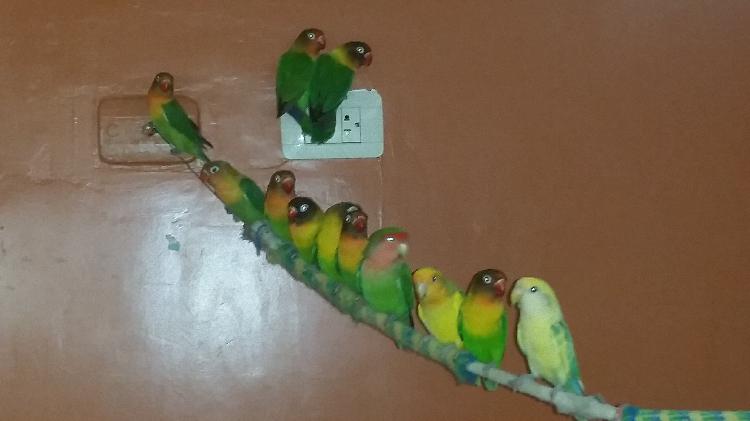 aves ornamentales en lima en venta agapornis personatas