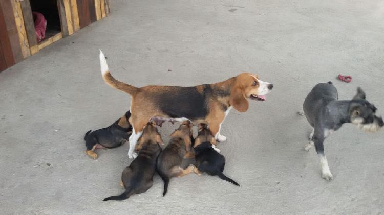 vendo cachorros beagle cruzado con shnauser