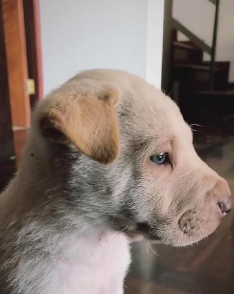 Hermoso Perro de Raza Pitbull Labrador