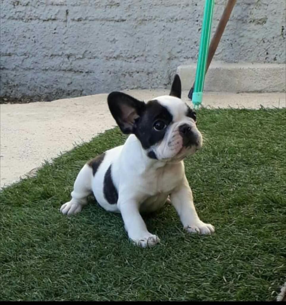 Adorables Bulldog Frances Vacunados