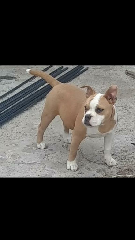 American bully  celular