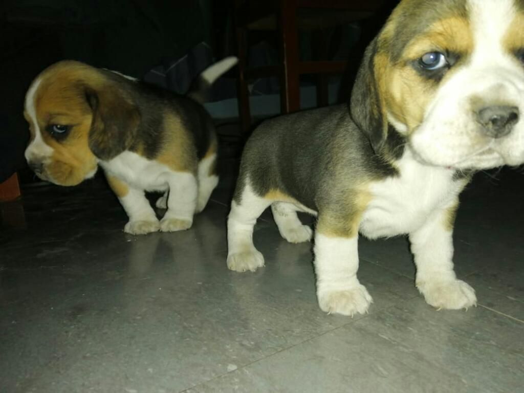 Beagle Cachorro