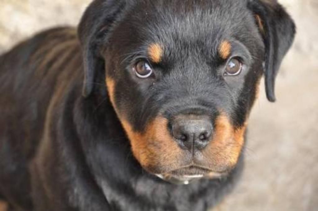 Cachorro Rottweiler