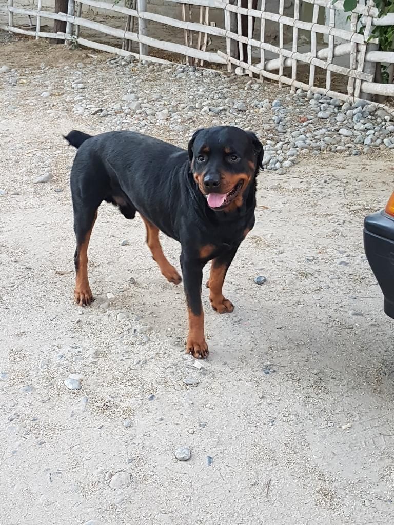 Rottweiler para Monta