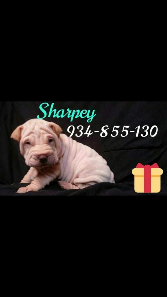 Sharpei Disponibles Padres Presentes