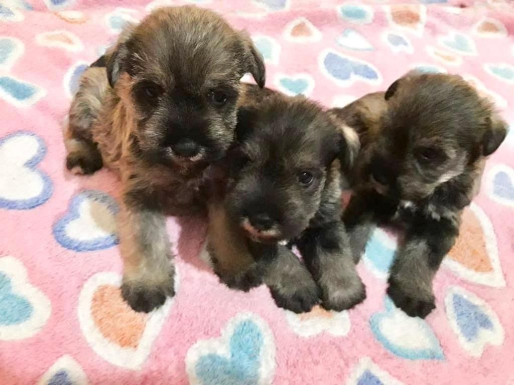 VENTA DE CACHORROS SCHNAUZER