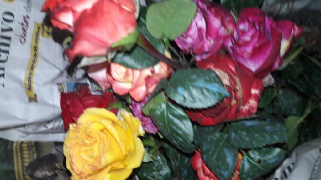 Rosas Injertadas de colores