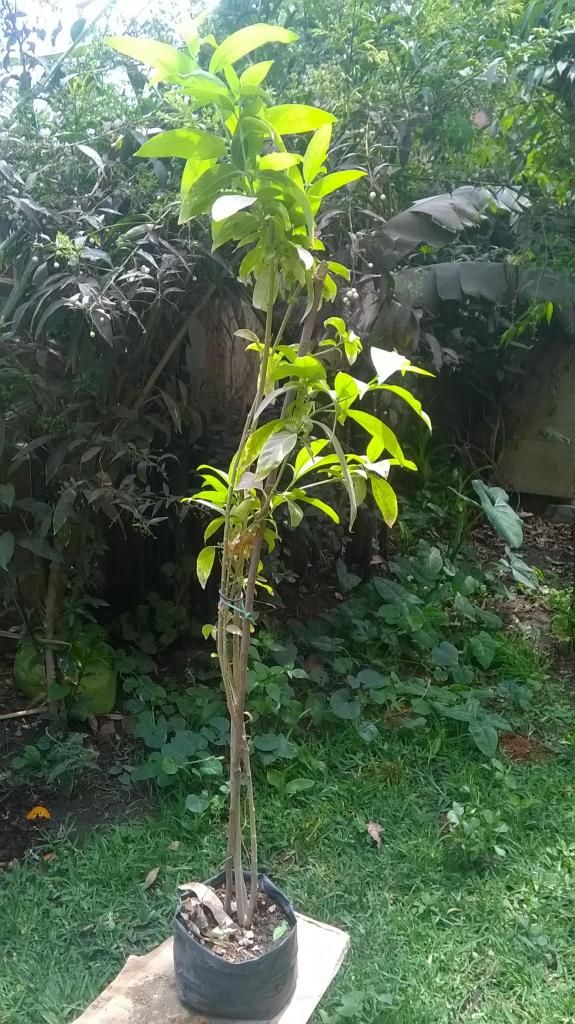 planta ornamental galan ubicado en chosica