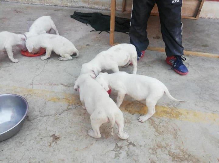 DOGOS ARGENTINA