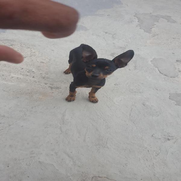 Hermoso Cachorro Pinscher Miniatura