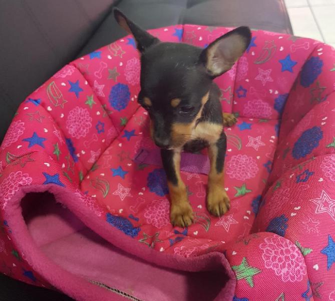 Hermoso Pinscher Hembra