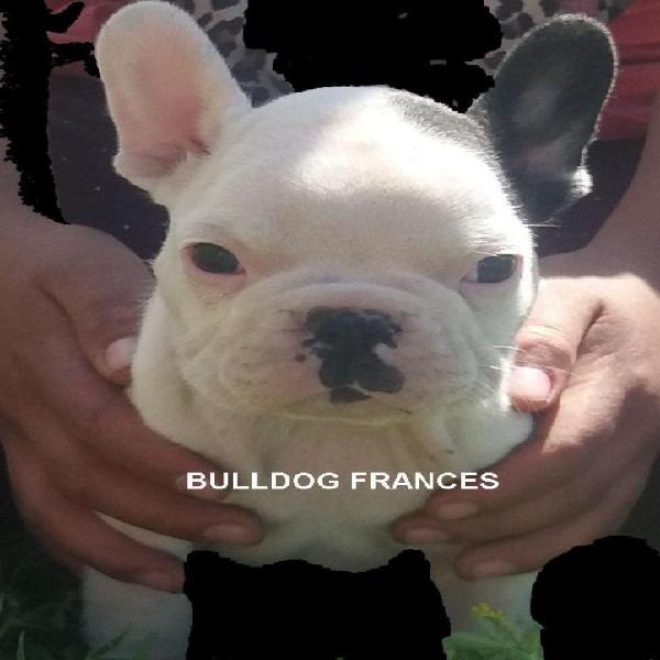 Bulldog Frances de Padres importados