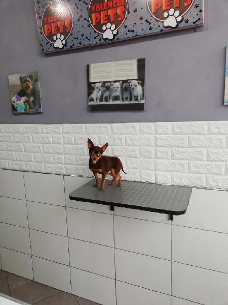 Chihuahua Mini Toy para Cruce