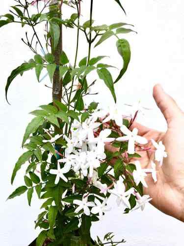 Jazmin Polyanthum Planta Enredadera Trepadora Chino Perfume