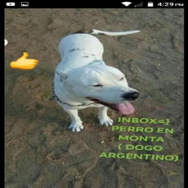 Perro Dogo Argentino en Monta Urgente