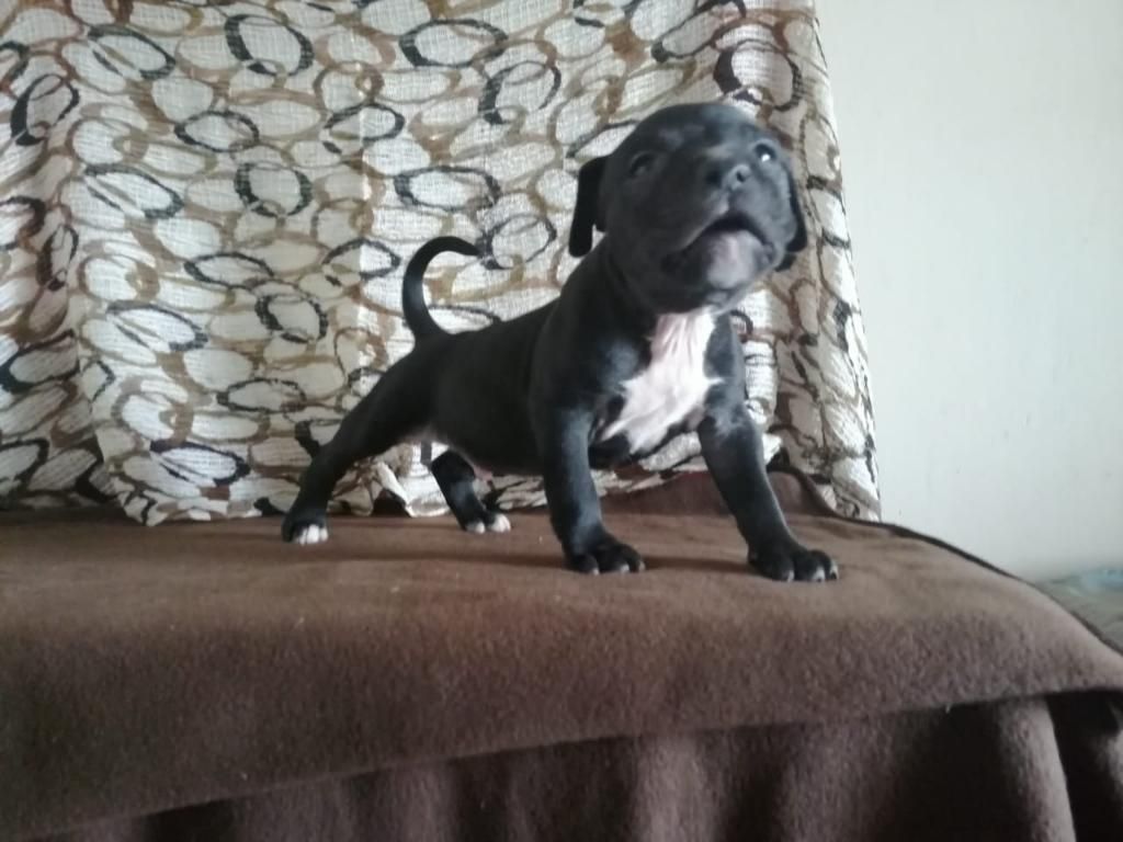 American Bully Exotic