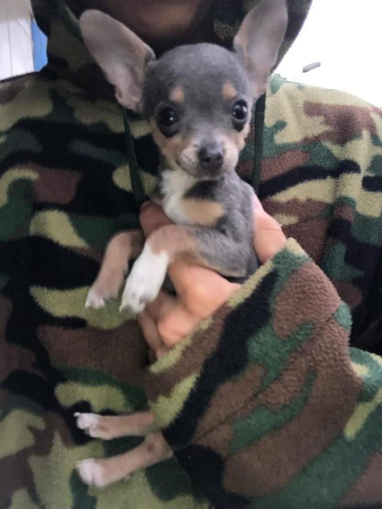 Chihuahua Minitoy Exótico