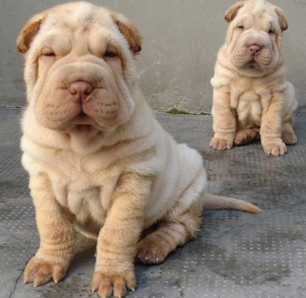 Excelentes Sharpei Disponible